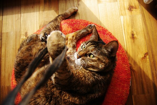 Jeux avec un chat. Réunions confortables