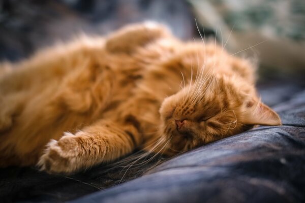 Sweet dream of a red cat