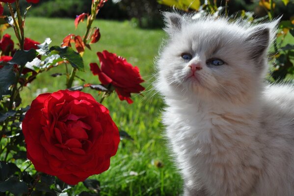 Chaton drôle avec des roses rouges