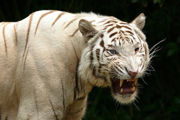 A white tiger grinned against a dark background