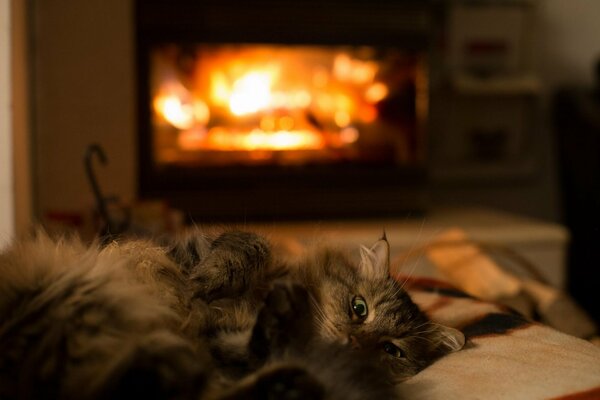 Gato peludo en el fuego de la chimenea se aburre