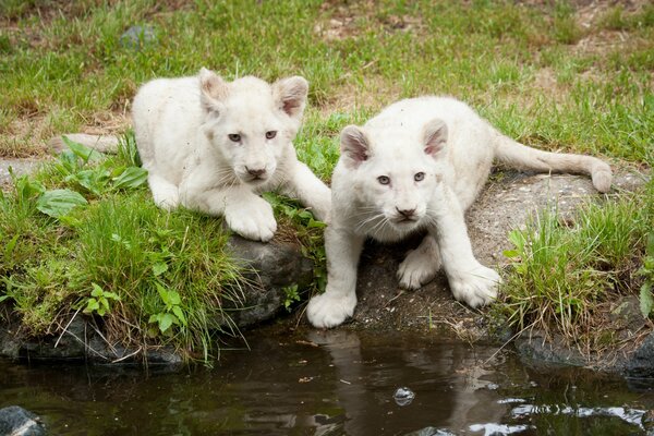 Two white lion cubs on the shore of a pond