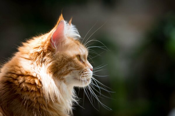 Red cat Maine Coon in profile