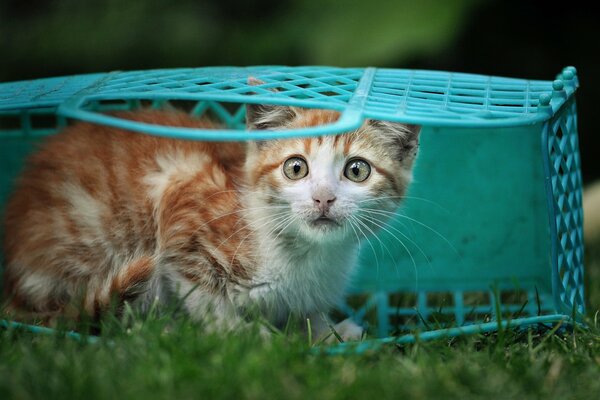 A little scared kitten in a basket
