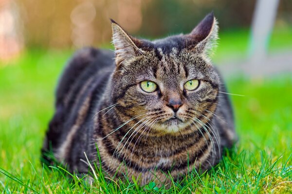 Eine gestreifte Katze liegt auf dem Rasen