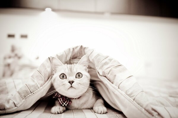 Domestic white cat under the blanket