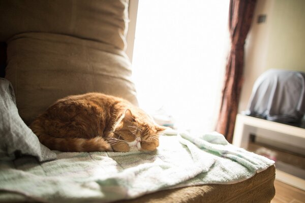 Sleeping cat in the comfort of home