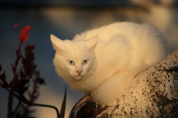 White cat sitting on a bitch