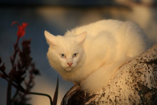 Gato blanco sentado en una perra