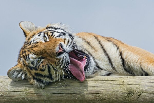 The Amur tiger stuck out his tongue
