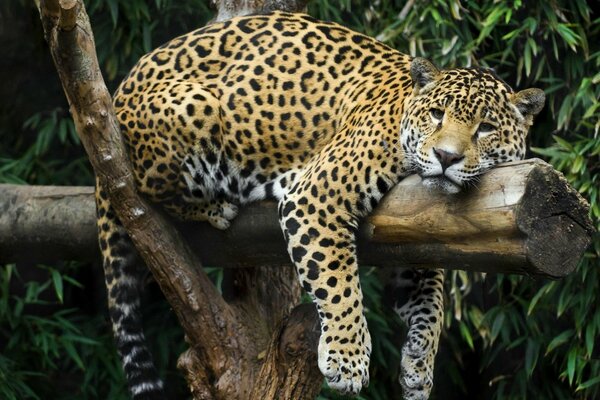 Ein müder Jaguar auf einem Baumstamm in freier Wildbahn