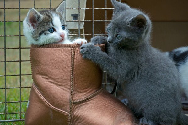 Dos gatitos jugando en una bota