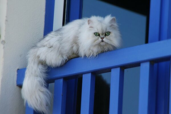 Chat blanc moelleux se trouve sur la balustrade