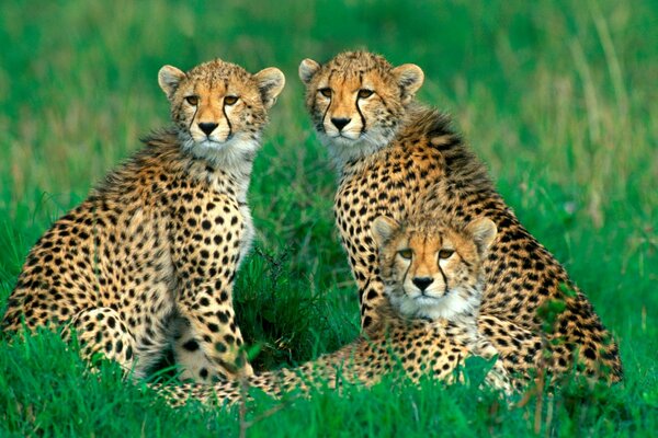 Eine Familie von gefleckten Katzen auf einer Wiese