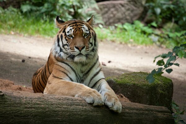El tigre de Amur yace con sus patas en un tronco