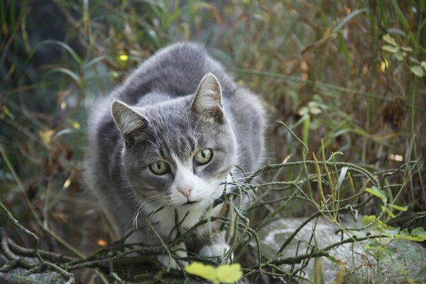 Chat gris avec des yeux verts