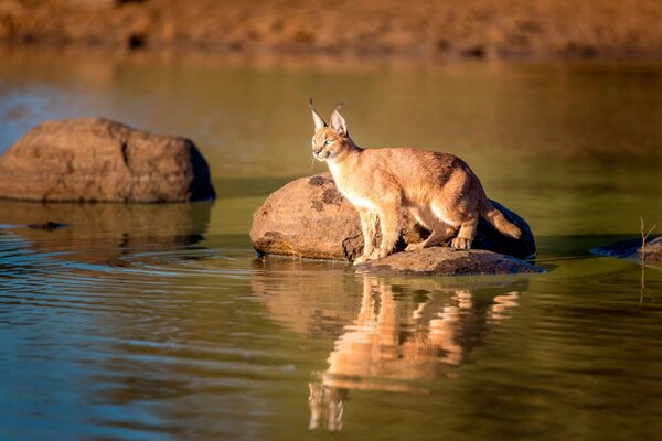 El lince se refleja en el agua del cuerpo de agua