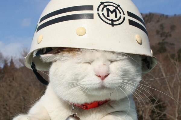 Sì, un gatto bianco libero in un casco da bagnino