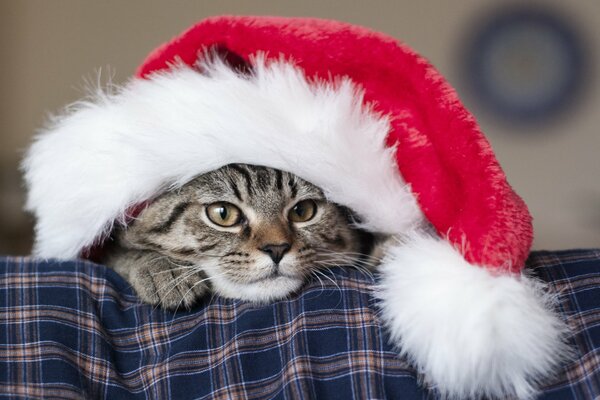 Gato rayado con sombrero de papá Noel