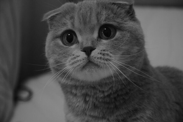 Scottish fold with begging eyes