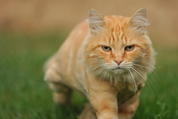 Chat roux se faufiler dans l herbe