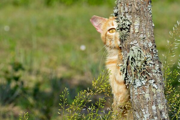 El gato rojo se escondió detrás de un árbol