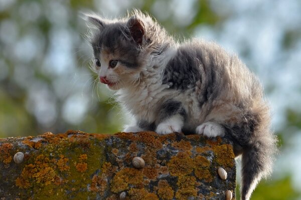 Die Miau-Katze, die sich befand