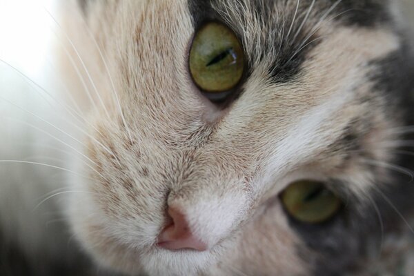 Cara de gato con ojos verdes