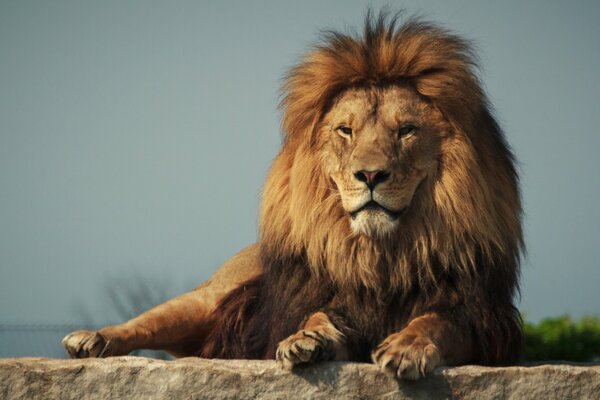 The King of Beasts after the barber shop