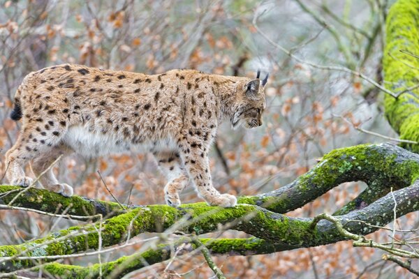 Le Lynx tacheté marche sur une branche d arbre