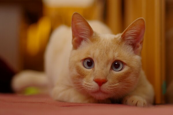 Esos ojos azules del travieso pelirrojo