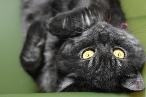 Retrato macro de un gato gris