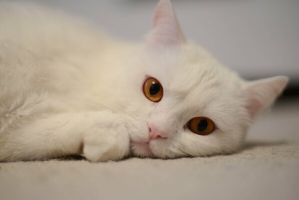 Gato blanco británico con aspecto ámbar