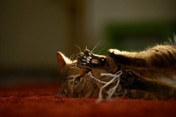 Gato jugando con hilos en la alfombra
