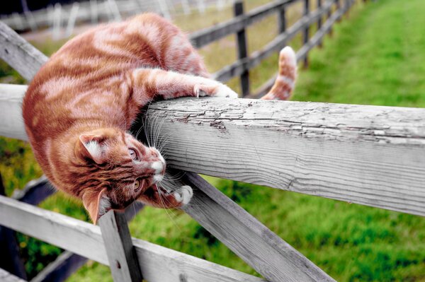 Ginger cat climbs the fence