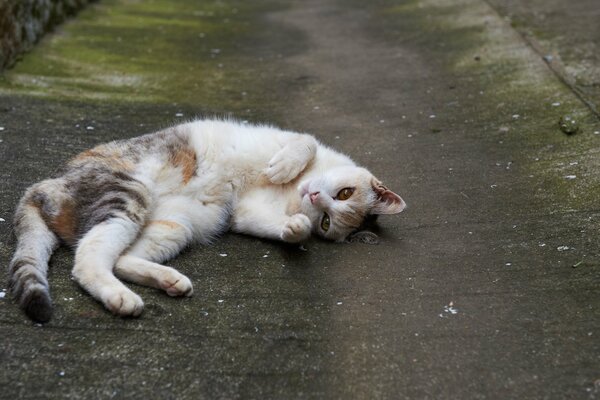 Gato manchado yace en el asfalto