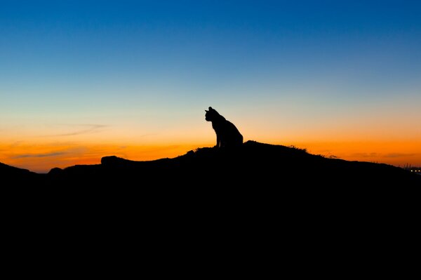 Katze Silhouette vor dem Hintergrund des Sonnenuntergangs Himmel