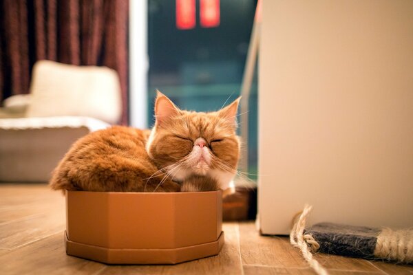 Hauskatze schläft in einer Box