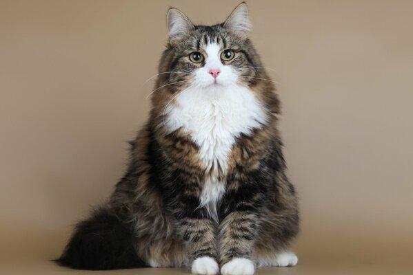 Fluffy Siberian cat