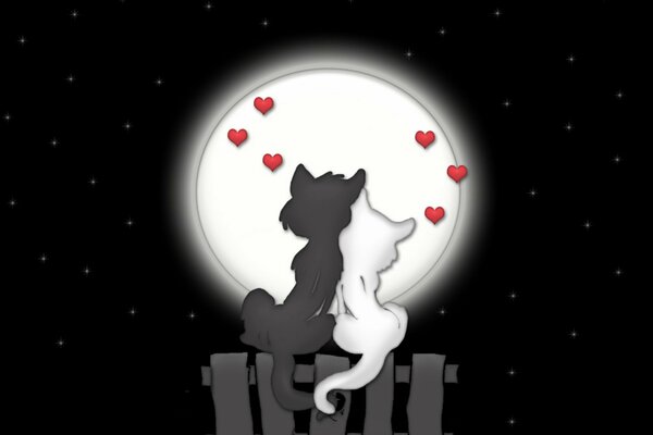 Chats d amour la nuit sous la lune