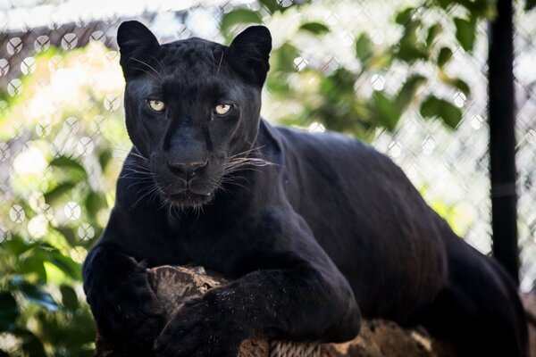 Черная дикая кошка, леопард, лежит на бревне