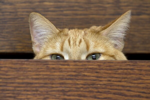 Spying on a domestic ginger cat