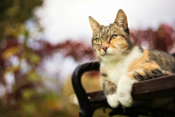 Gatto tricolore sdraiato su una panchina