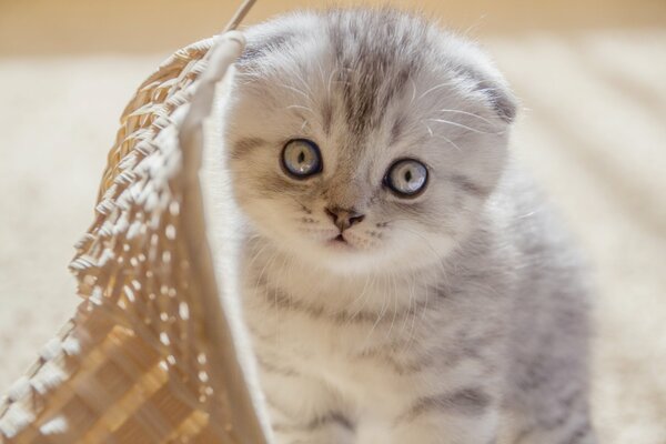 A lop-eared gray kitten sits near a wicker basket