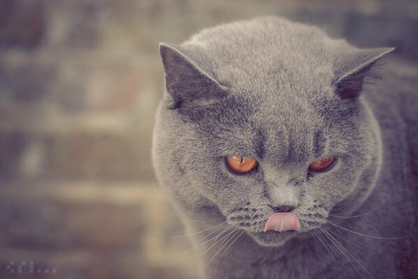 Britische Katze leckt Auslauf