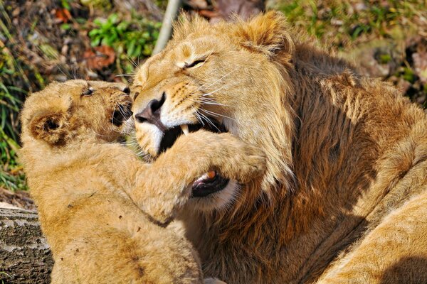 Löwen sind ausgezeichnete Jäger, sie schützen und schützen ihre Nachkommen