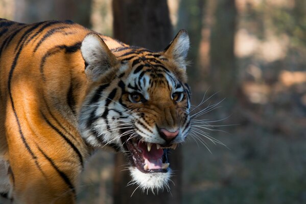 Bengal tiger with a grin on the background of nature
