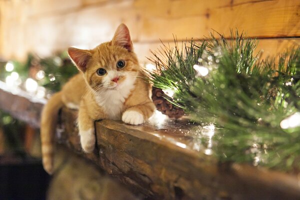 The kitten is lying on the fireplace with spruce twigs