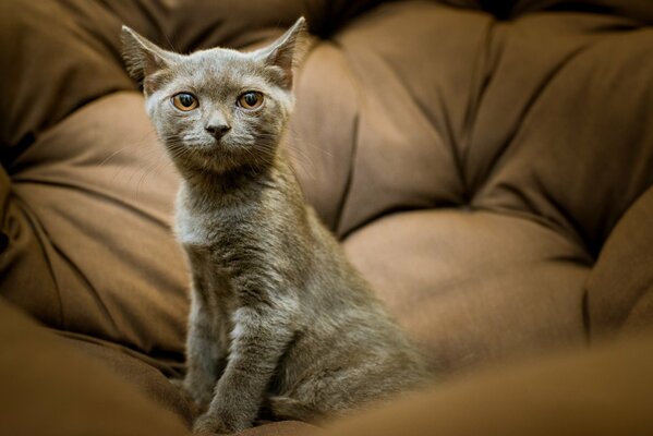 Gattino grigio con occhi arancioni