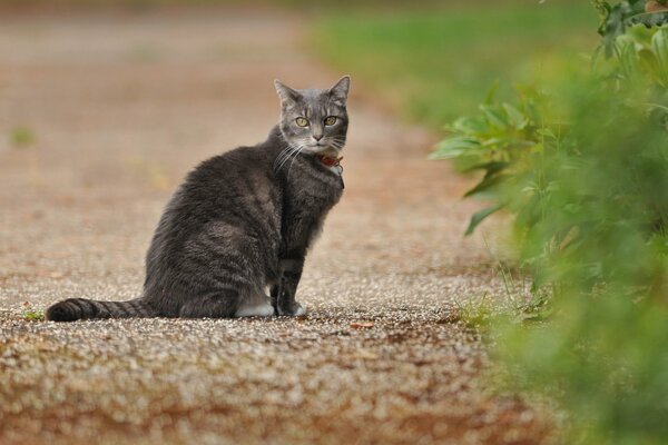 Gato gris sentado en la carretera